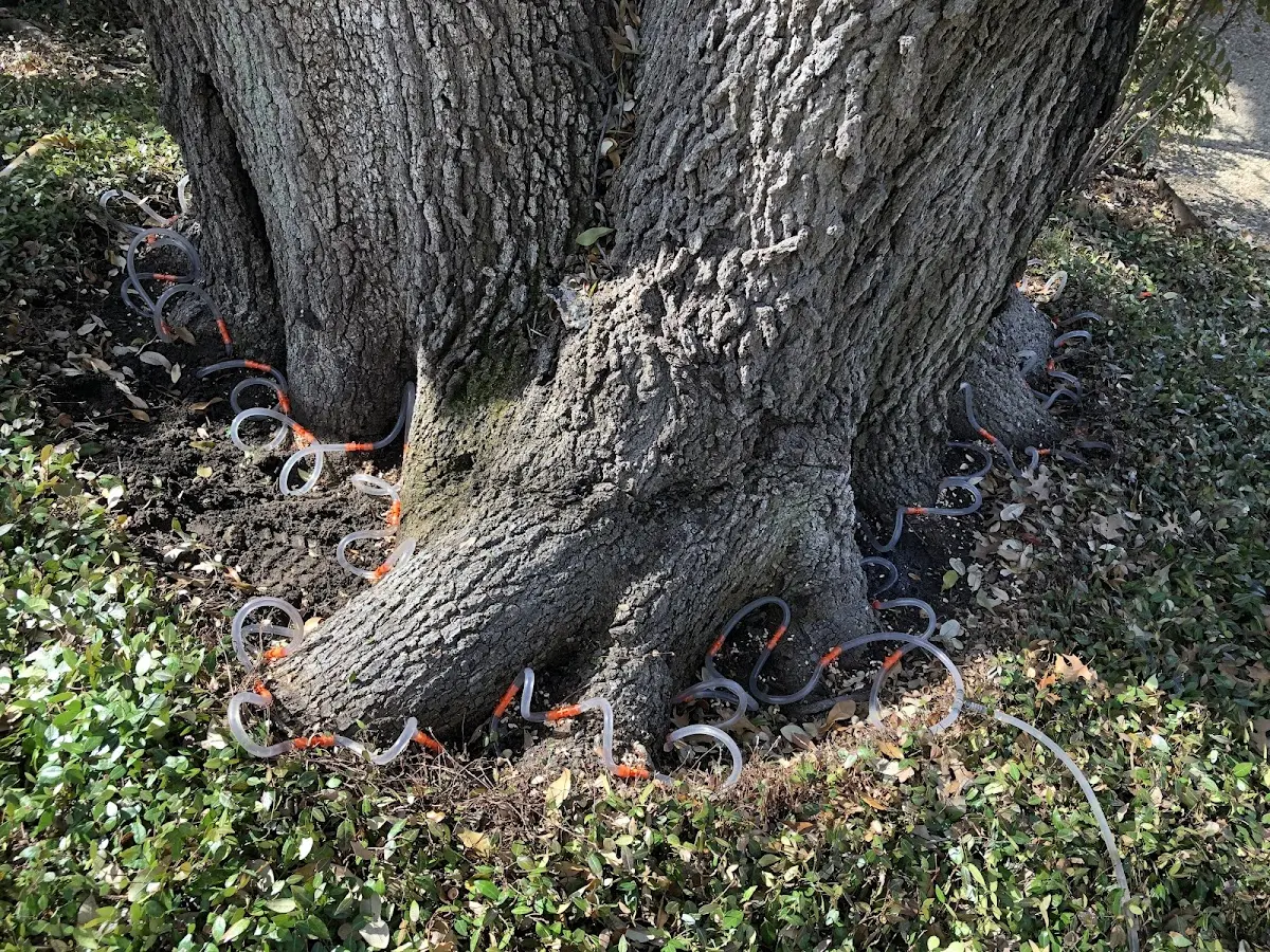Detailed Tree Cabling and Bracing job site in Evansville
