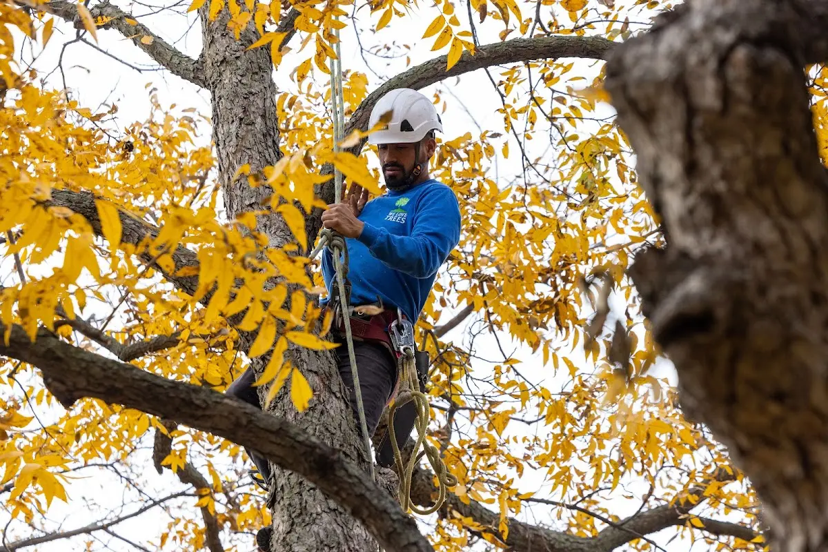 Skilled Tree Transplanting crew working in Evansville